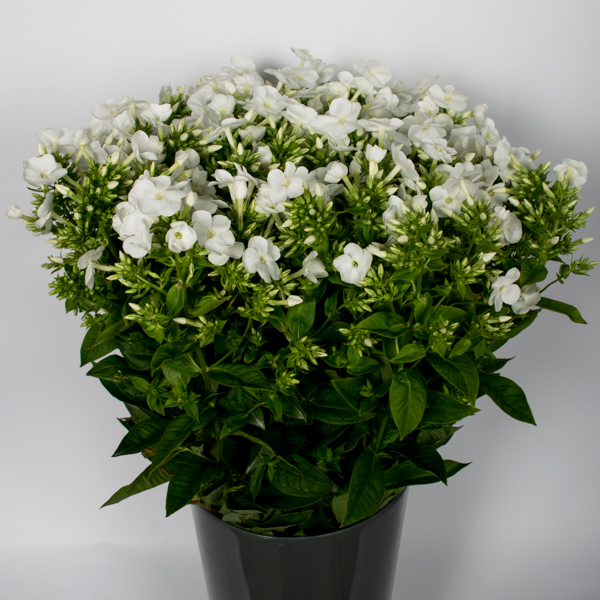 PHLOX P ICECAP